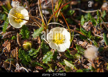 Bergavens (Dryas octopetala) blühen während des arktischen Sommers, Svalbard Stockfoto