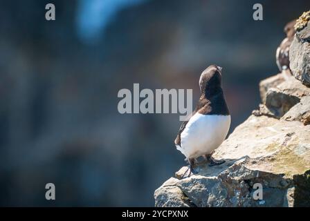 Guillemot aka. Dickschnabelmurre (Uria lomvia) auf den Felsen Stockfoto