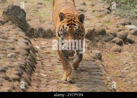 Ein bengalischer Tiger läuft auf den Felsen, während er in die Kamera schaut Stockfoto