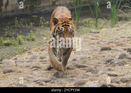 Ein bengalischer Tiger läuft auf den Felsen, während er in die Kamera schaut Stockfoto