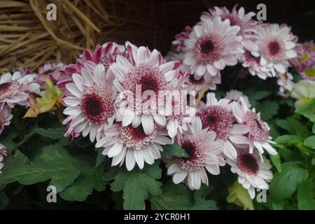 Zarte Gruppen von blassrosa Chrysanthemen in voller Blüte Stockfoto