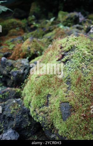 Eine Nahaufnahme von üppigem grünem Moos, das auf vulkanischen Felsen wächst Stockfoto
