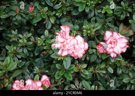 Azalea- oder Rhododendron-Blüten in rosa und weißen zweifarbigen Mustern Stockfoto