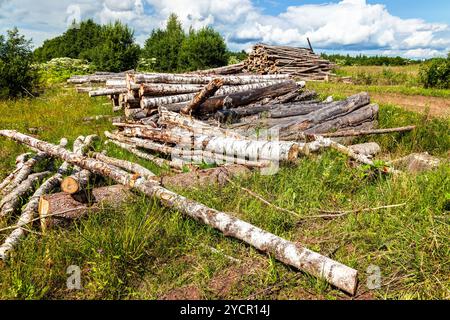 Schneiden von Baumstämmen häuften sich in der Nähe von einem Waldweg im Sommer Stockfoto