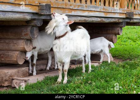 Weiße Ziegen im Dorf zu Fuß in der Nähe eines Holzhauses im Sommer Stockfoto