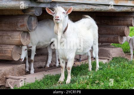 Weiße Ziegen im Dorf zu Fuß in der Nähe eines Holzhauses im Sommer Stockfoto