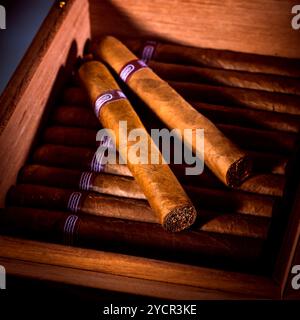 Nahaufnahme von Zigarren in offenen Humidor-box Stockfoto