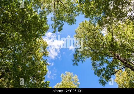 Bäume mit grünen Blättern vor dem blauen Himmelshintergrund Stockfoto