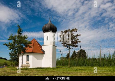 Kapelle und Hopfengärten, Hopfenanbau, Hopfenplantage, Kapelle St. Georg, St. Georg&#39;s Kapelle, Dietmannsweiler, bei Tettnang, Oberschwaben, Stockfoto