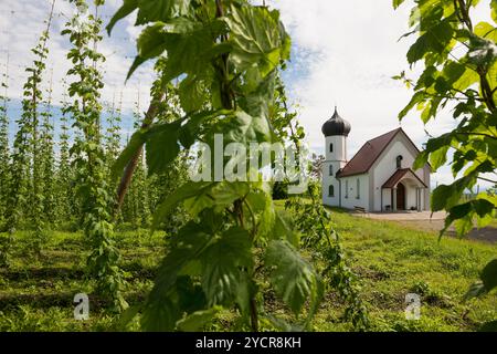 Kapelle und Hopfengärten, Hopfenanbau, Hopfenplantage, Kapelle St. Georg, St. Georg&#39;s Kapelle, Dietmannsweiler, bei Tettnang, Oberschwaben, Stockfoto