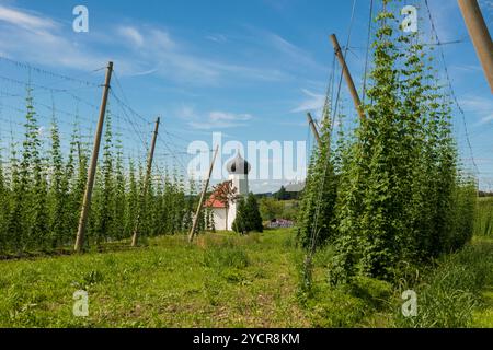 Kapelle und Hopfengärten, Hopfenanbau, Hopfenplantage, Kapelle St. Georg, St. Georg&#39;s Kapelle, Dietmannsweiler, bei Tettnang, Oberschwaben, Stockfoto