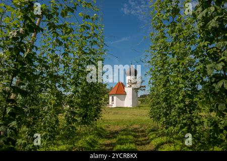 Kapelle und Hopfengärten, Hopfenanbau, Hopfenplantage, Kapelle St. Georg, St. Georg&#39;s Kapelle, Dietmannsweiler, bei Tettnang, Oberschwaben, Stockfoto