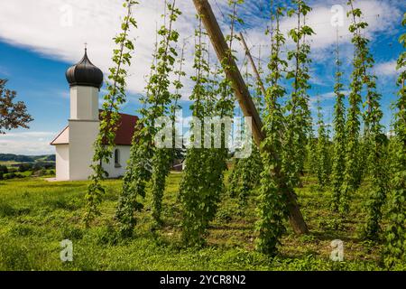 Kapelle und Hopfengärten, Hopfenanbau, Hopfenplantage, Kapelle St. Georg, St. Georg&#39;s Kapelle, Dietmannsweiler, bei Tettnang, Oberschwaben, Stockfoto