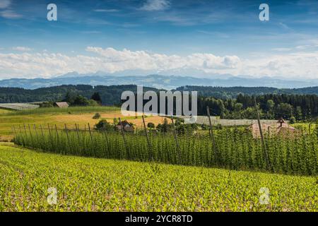 Hopfengärten, Hopfenanbau, Hopfenplantage, St. George&#39;s Chapel, St. George&#39;s Chapel, Dietmannsweiler, bei Tettnang, Oberschwaben, Con-See Stockfoto