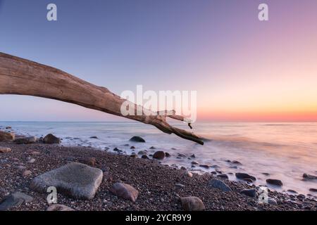 Toter Baum bei Sonnenaufgang am Brodtener Steilufer an der Ostsee, Schleswig-Holstein, Deutschland Stockfoto