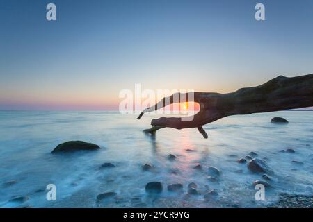 Toter Baum bei Sonnenaufgang am Brodtener Steilufer an der Ostsee, Schleswig-Holstein, Deutschland Stockfoto