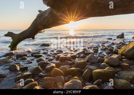 Toter Baum bei Sonnenaufgang am Brodtener Steilufer an der Ostsee, Schleswig-Holstein, Deutschland Stockfoto