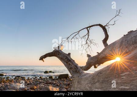 Toter Baum bei Sonnenaufgang am Brodtener Steilufer an der Ostsee, Schleswig-Holstein, Deutschland Stockfoto