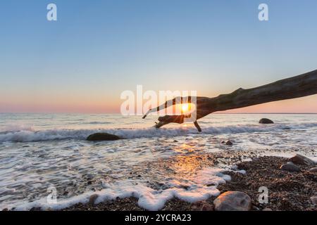 Toter Baum bei Sonnenaufgang am Brodtener Steilufer an der Ostsee, Schleswig-Holstein, Deutschland Stockfoto