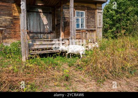 Ziegen im Dorf zu Fuß in der Nähe eines Holzhauses im Sommer Stockfoto