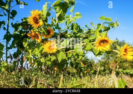 Schöne gelbe Sonnenblumen im Feld gegen blauen Himmel Stockfoto