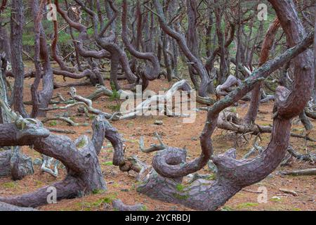 Kiefer, Pinus sylvestris, knorrige und rustikal angebaute Kiefern im Naturschutzgebiet Trollskogen, Oeland, Schweden Stockfoto