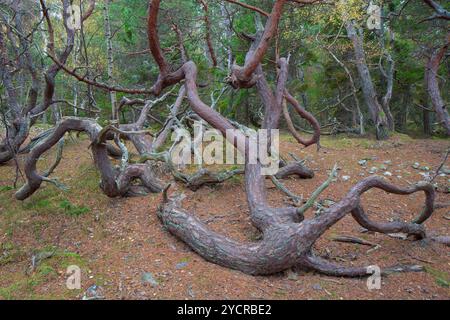 Kiefer, Pinus sylvestris, knorrige und rustikal angebaute Kiefern im Naturschutzgebiet Trollskogen, Oeland, Schweden Stockfoto