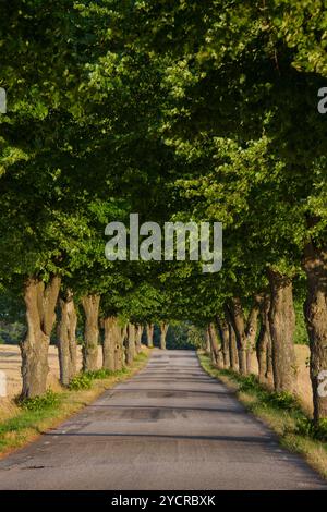 Linden, Tilia spec., Einzelbaum, Provinz Scania, Schweden Stockfoto