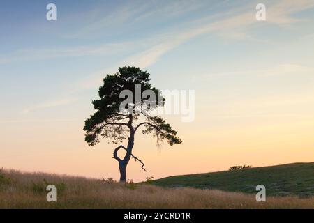 Kiefer, Schottenkiefer, Pinus sylvestris, einsamer Baum, Sommer, Havaeng, Skåne, Schweden Stockfoto