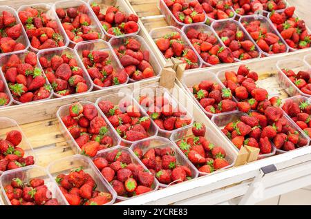 Frische rote Erdbeeren in Körbe bereit für den Verkauf im Supermarkt angeordnet Stockfoto