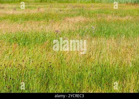 Grass Reed Hintergrund auf See Liepaja, Lettland Stockfoto