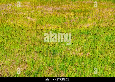 Grass Reed Hintergrund auf See Liepaja, Lettland Stockfoto