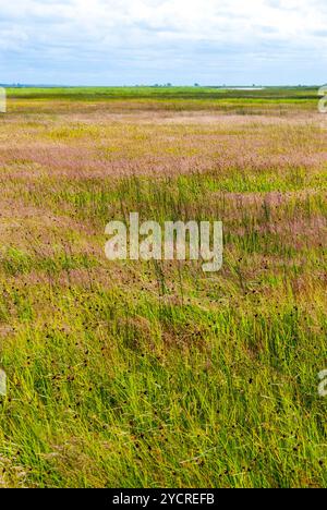 Grass Reed gegen blauen Himmel am See Liepaja, Lettland Stockfoto