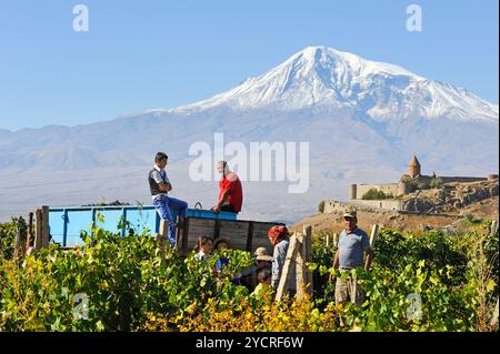 Traubenpflücker in den Weinbergen vor dem Kloster Khor Virap, der Ebene von Ararat, dem Berg Ararat im Hintergrund, Artashat, Armenien, Eurasien Stockfoto