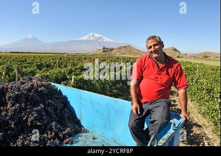 Traubenpflücker in den Weinbergen vor dem Kloster Khor Virap, der Ebene von Ararat, dem Berg Ararat im Hintergrund, Artashat, Armenien, Eurasien Stockfoto