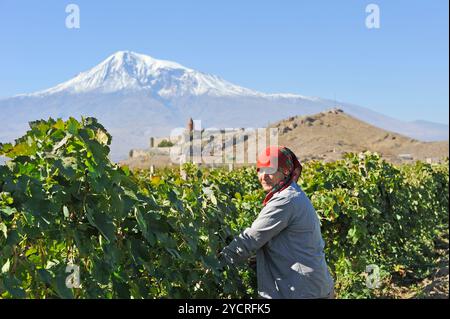 Traubenpflücker in den Weinbergen vor dem Kloster Khor Virap, der Ebene von Ararat, dem Berg Ararat im Hintergrund, Artashat, Armenien, Eurasien Stockfoto