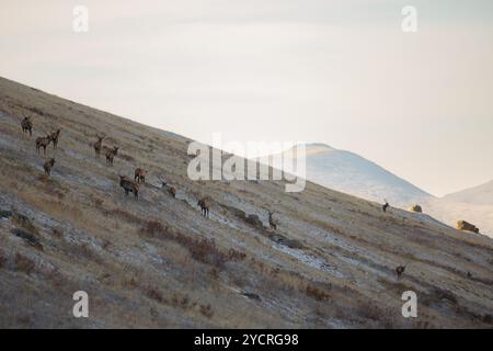 Tüv, Mongolei. Oktober 2024. Hirsche fressen auf einem Feld im Hustai-Nationalpark. Quelle: L.Enkh-Orgil. Stockfoto