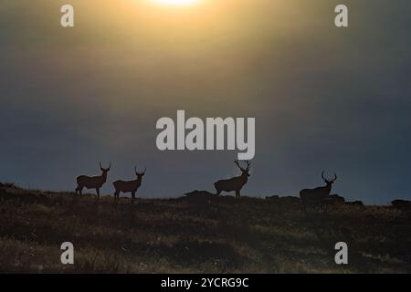 Tüv, Mongolei. Oktober 2024. Hirsche fressen auf einem Feld im Hustai-Nationalpark. Quelle: L.Enkh-Orgil. Stockfoto