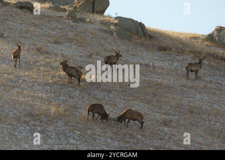 Tüv, Mongolei. Oktober 2024. Hirsche fressen auf einem Feld im Hustai-Nationalpark. Quelle: L.Enkh-Orgil. Stockfoto