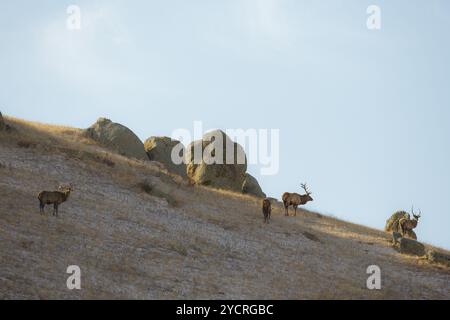 Tüv, Mongolei. Oktober 2024. Hirsche fressen auf einem Feld im Hustai-Nationalpark. Quelle: L.Enkh-Orgil. Stockfoto