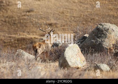 Tüv, Mongolei. Oktober 2024. Hirsche fressen auf einem Feld im Hustai-Nationalpark. Quelle: L.Enkh-Orgil. Stockfoto