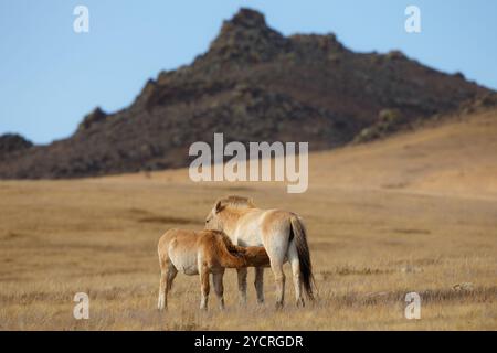 Tüv, Mongolei. Oktober 2024. Przewalskis Fohlen saugt bei der Stute im Hustai-Nationalpark. Quelle: L.Enkh-Orgil. Stockfoto