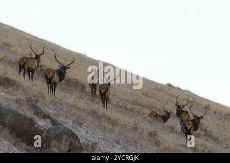 Tüv, Mongolei. Oktober 2024. Hirsche fressen auf einem Feld im Hustai-Nationalpark. Quelle: L.Enkh-Orgil. Stockfoto