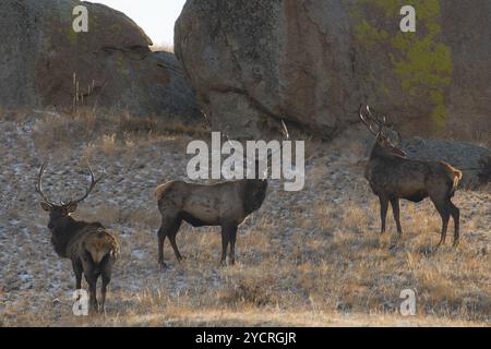 Tüv, Mongolei. Oktober 2024. Hirsche fressen auf einem Feld im Hustai-Nationalpark. Quelle: L.Enkh-Orgil. Stockfoto