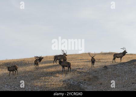 Tüv, Mongolei. Oktober 2024. Hirsche fressen auf einem Feld im Hustai-Nationalpark. Quelle: L.Enkh-Orgil. Stockfoto