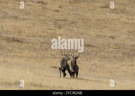 Tüv, Mongolei. Oktober 2024. Hirsche fressen auf einem Feld im Hustai-Nationalpark. Quelle: L.Enkh-Orgil. Stockfoto