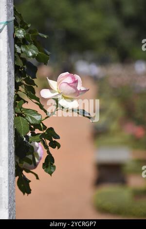 Weiße und rosa Rosen blühen in Rosedal, dem Rosengarten in Buenos Aires, Argentinien, Südamerika Stockfoto