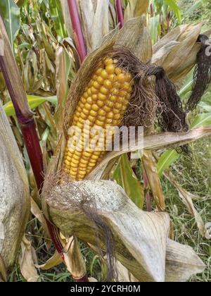 Reifer Maiskolben mit sichtbaren gelben Maiskörnern der Maispflanze (Zea mays), Deutschland, Europa Stockfoto