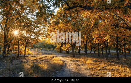 Eine unbefestigte Straße führt durch einen dreiteiligen Eichenwald in Herbstfarben mit einem Sonneneinbruch durch die Bäume Stockfoto