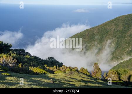 Blick von über den Wolken auf den Atlantischen Ozean mit den Weiden von Fanal im Vordergrund, Madeira, Portugal. Stockfoto